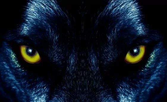 Wolf Trades